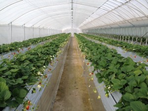 八千代いちご①