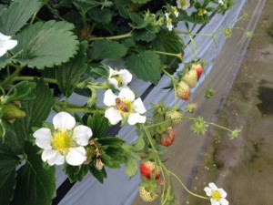 八千代いちご②