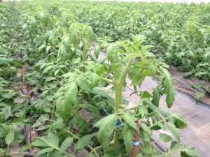 岐阜県関市　トマト