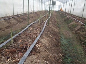 岐阜県可児市アスパラ①