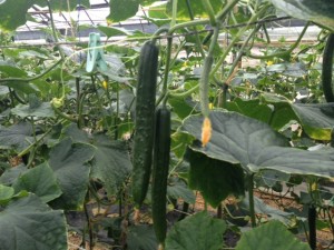 岐阜県美濃加茂市　キュウリ①