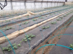 岐阜県関市　スイカ①