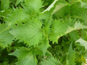 紫蘇試験区(小)